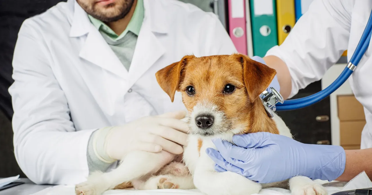 Weterynarz to doktor, kt&oacute;ry bada małego pieska stetoskopem.