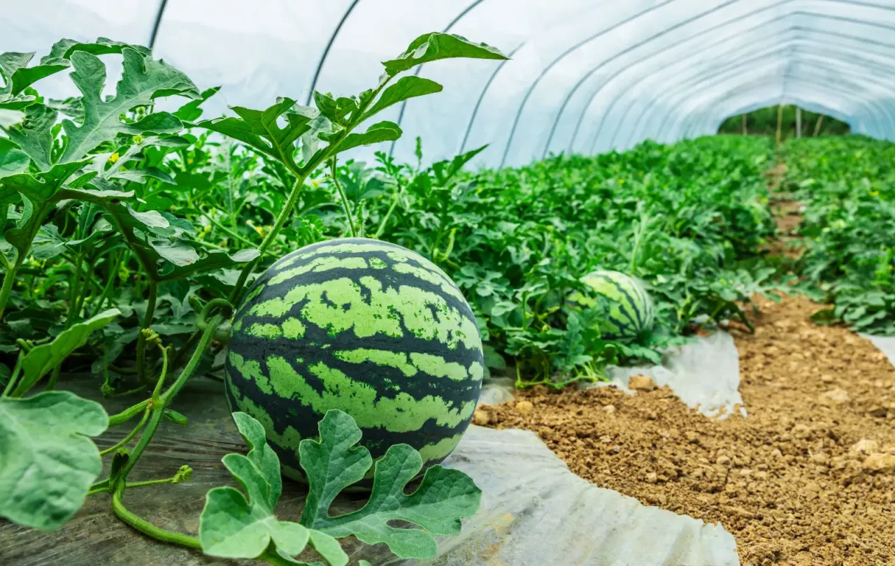 uprawa arbuzów w tunelu foliowym Polska