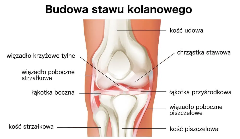 Anatomia kolana z opisem głównych elementów