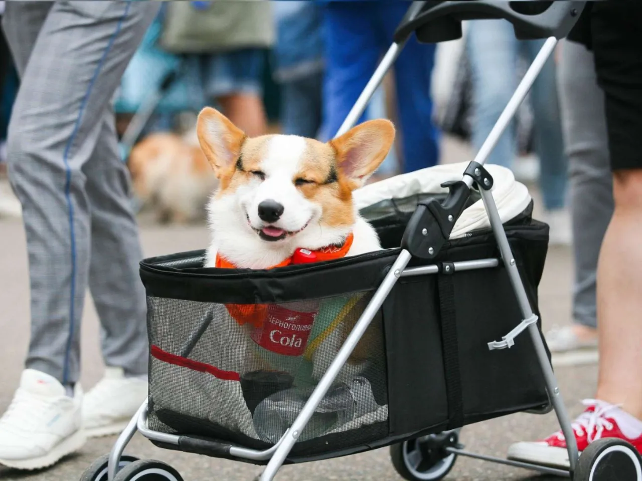 Hund im Freizeitpark Deutschland