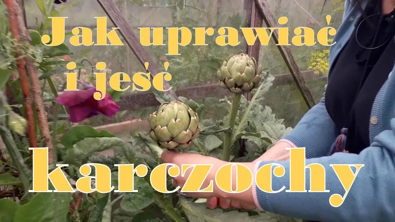 Zdjęcie Jak uprawiać karczochy w Polsce? Poradnik + Zimowanie