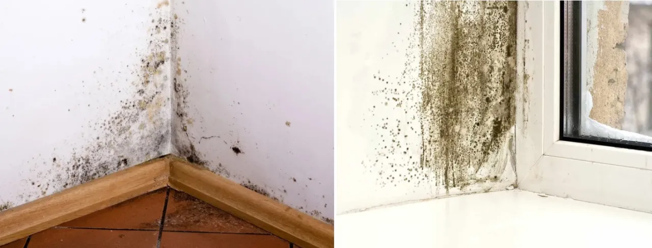Zdjęcie Jak napisać pismo do spółdzielni mieszkaniowej w sprawie grzyba skutecznie?