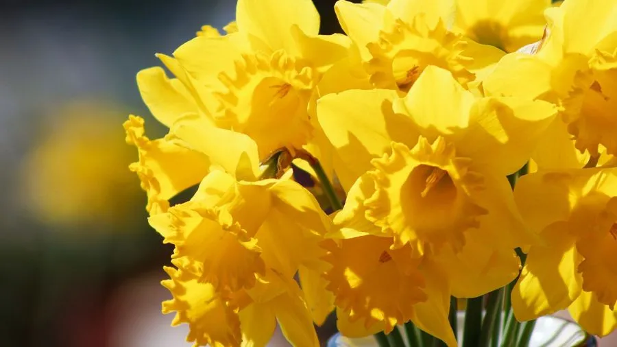 Zdjęcie Kiedy sadzić żonkile, aby uniknąć ich przemarzania i osłabienia?