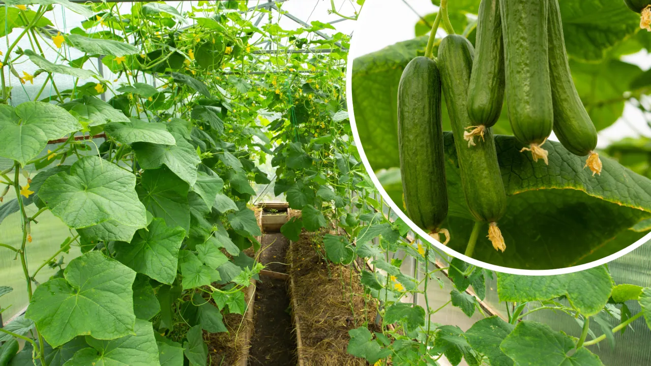 Zdjęcie Jak uprawiać ogórki? Kompletny przewodnik krok po kroku