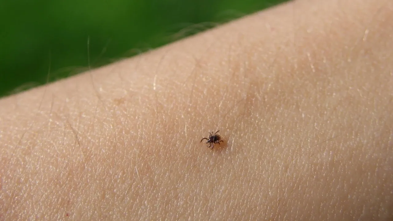Zdjęcie Qué es lo que más odian las garrapatas y cómo protegerte de ellas