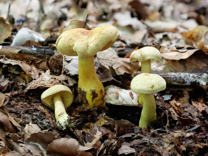 Zdjęcie Śmiertelnie trujące żółte grzyby: jak je rozpoznać i uniknąć?