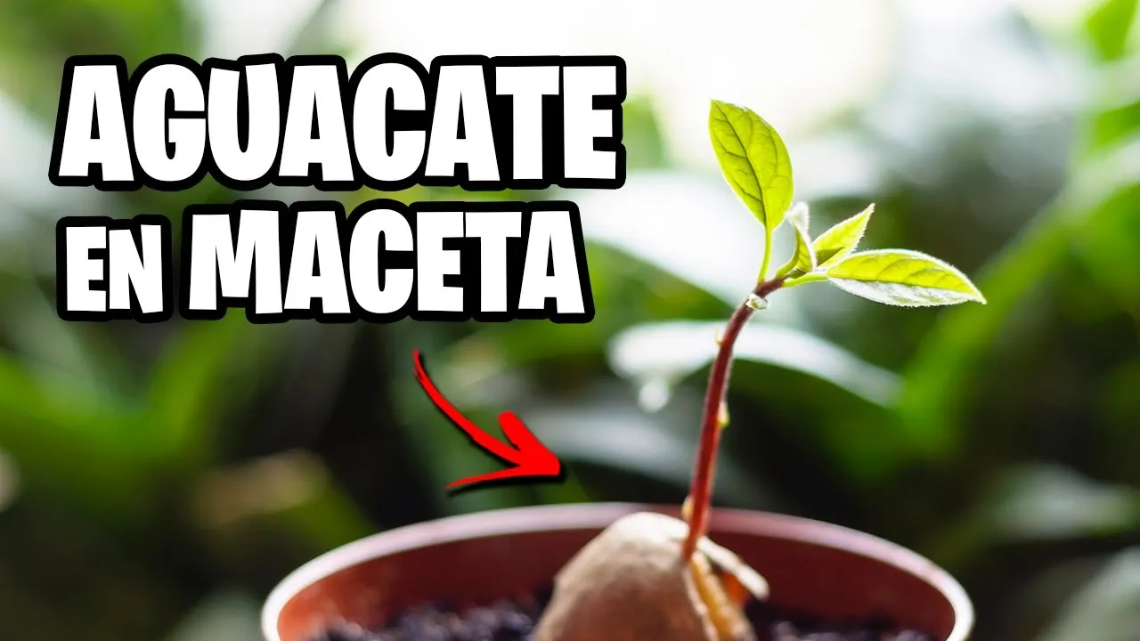 Zdjęcie Cómo plantar aguacate en maceta y lograr un crecimiento exitoso