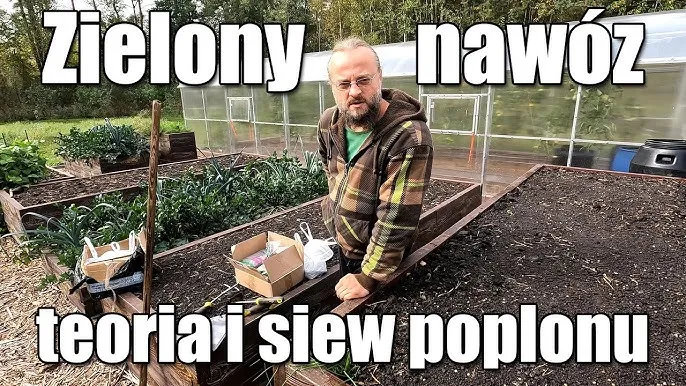 Zdjęcie Kiedy siać żyto na nawóz zielony, aby uniknąć błędów w uprawie?