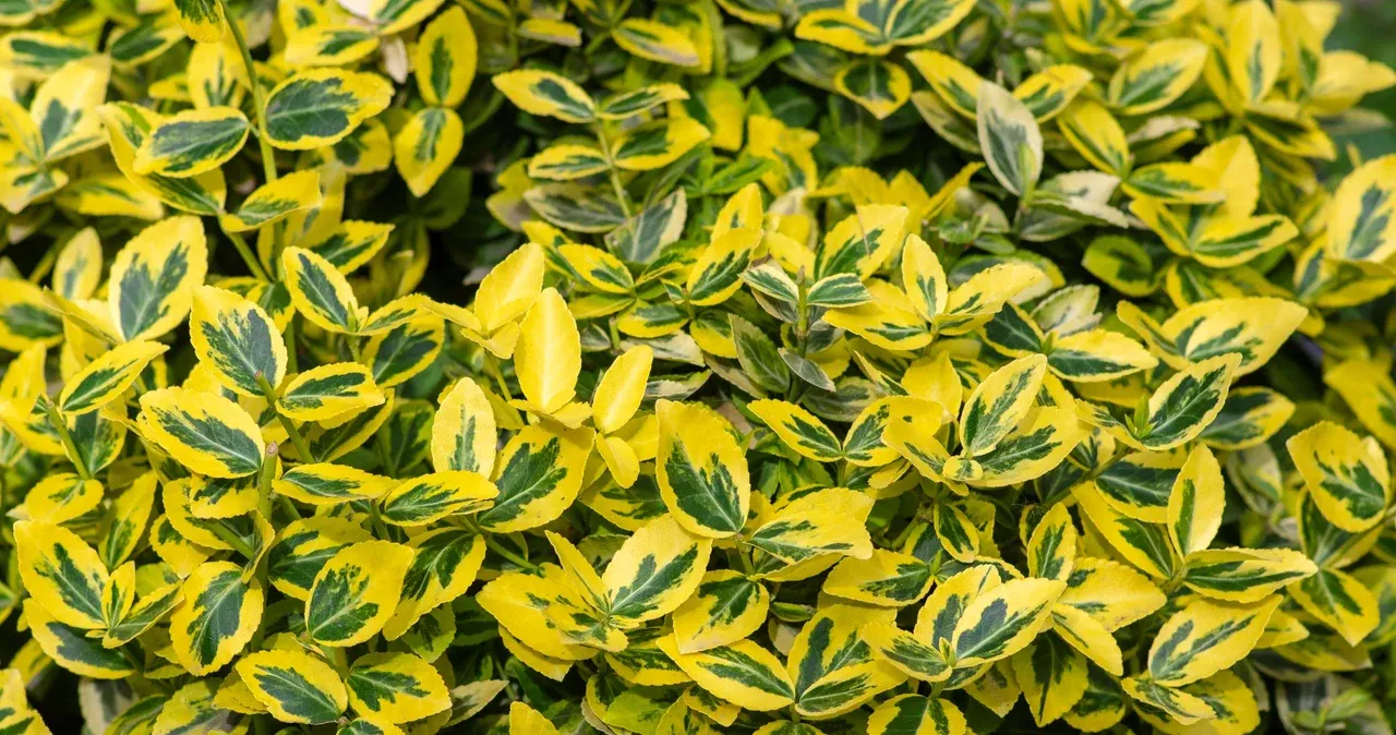 Zdjęcie Trzmielina na żywopłot - jak i co ile sadzić, by uniknąć błędów