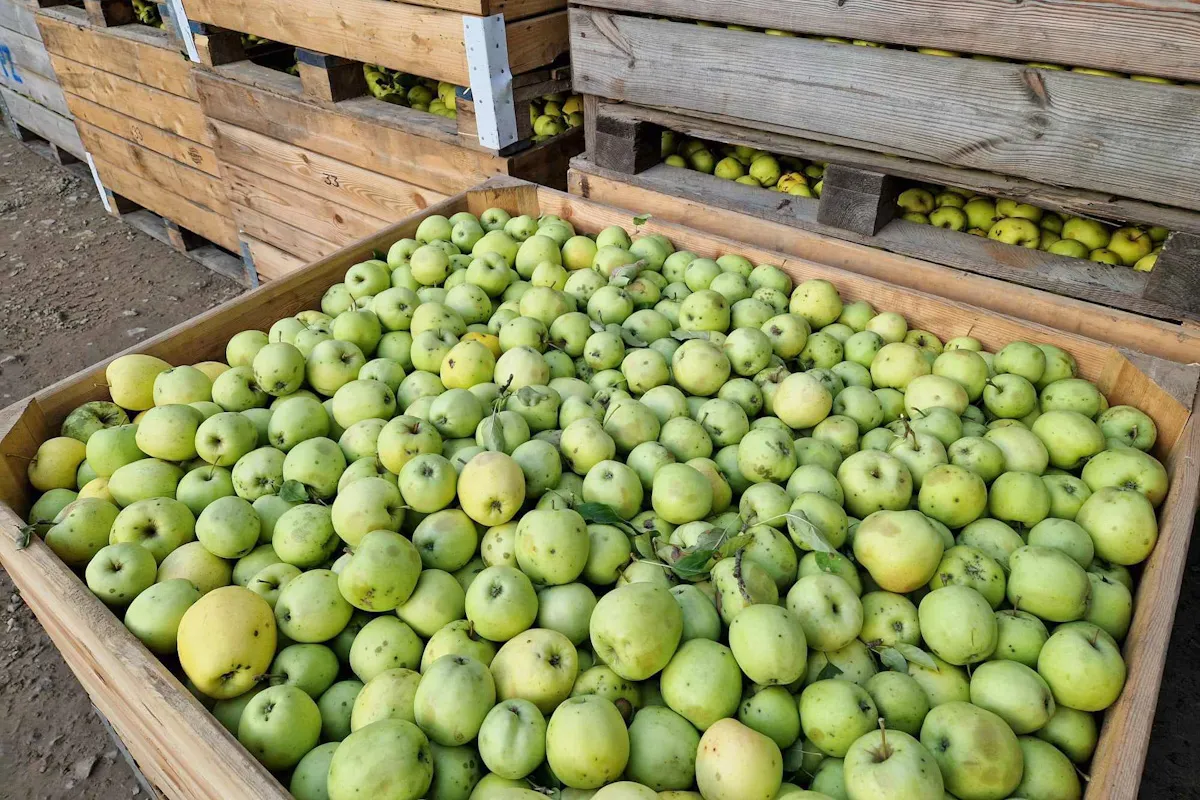 Zdjęcie Po ile jabłka na skupie? Sprawdź aktualne ceny i różnice w odmianach