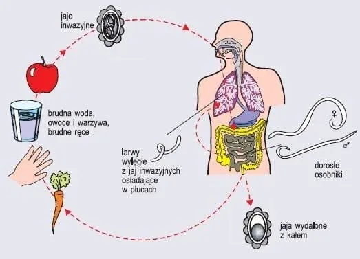 Zdjęcie Cichy zabójca czy mit? Prawda o glinie i jego wpływie na organizm