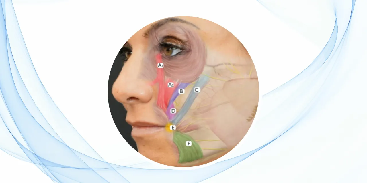 Zdjęcie Todo sobre el músculo de la cara: funciones y expresiones faciales