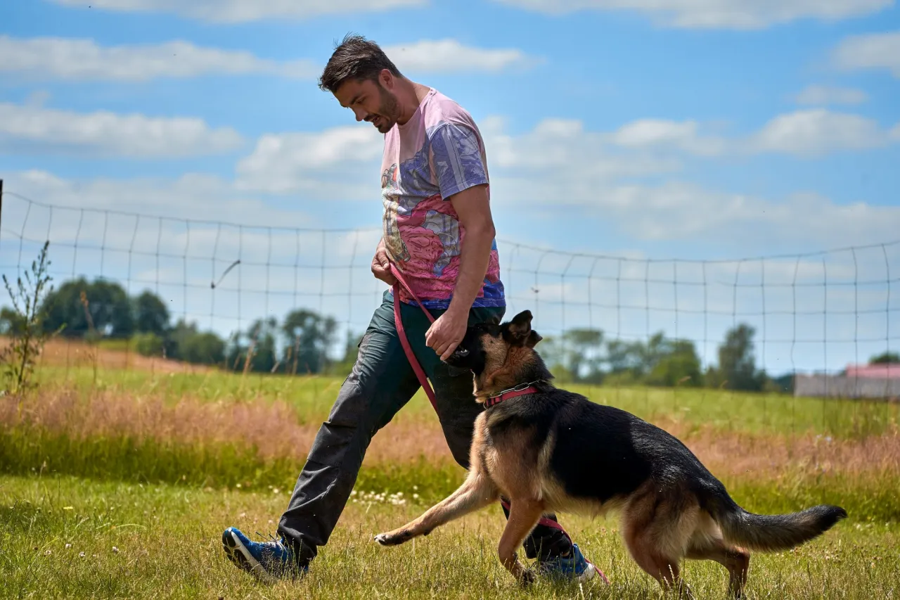 Zdjęcie Tresura owczarka niemieckiego: Jak wychować posłusznego psa?