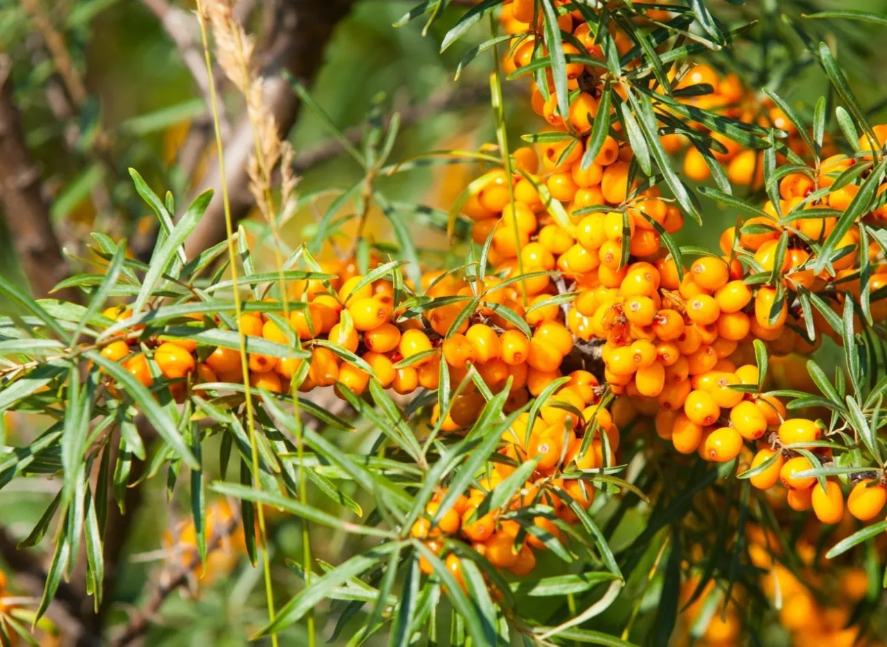 Zdjęcie Kwitnienie rokitnika: jak rozpoznać, kiedy i dlaczego nie kwitnie?