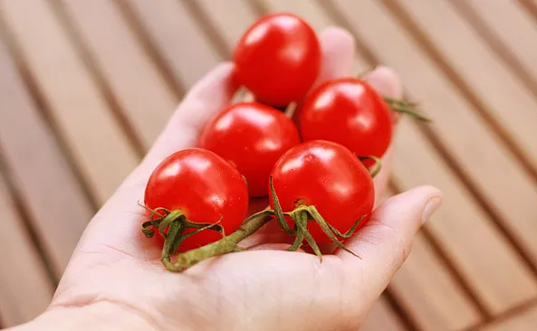 Zdjęcie Ile kcal ma pomidor koktajlowy? Zaskakujące fakty o kaloriach