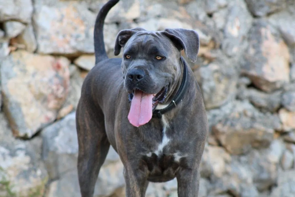 Zdjęcie Ile powinien jeść szczeniak Cane Corso, aby uniknąć problemów zdrowotnych?