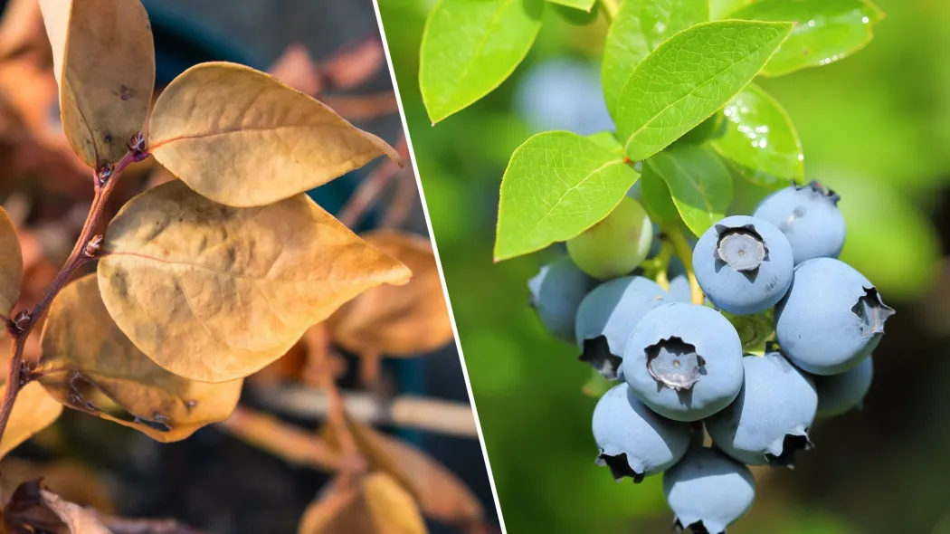 Zdjęcie Jak uprawiać borówkę - uniknij najczęstszych błędów w pielęgnacji