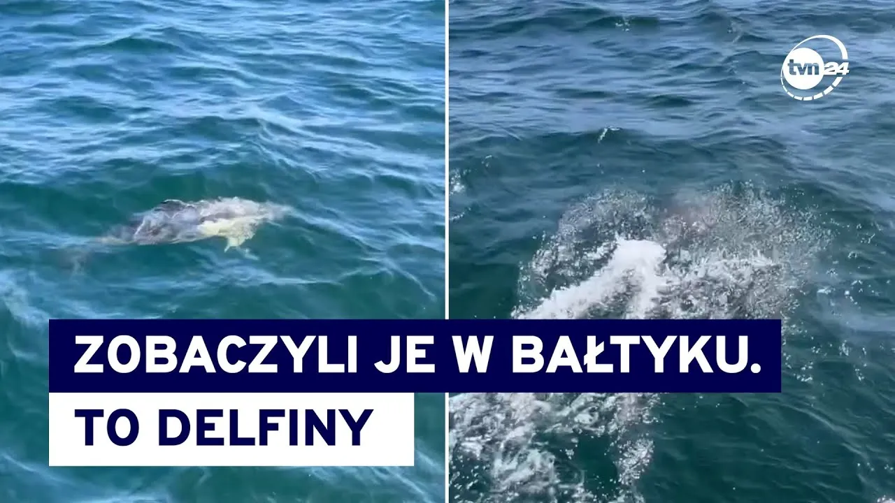 Zdjęcie Czy delfiny są w Bałtyku? Rzadkie obserwacje i zagrożenia dla nich