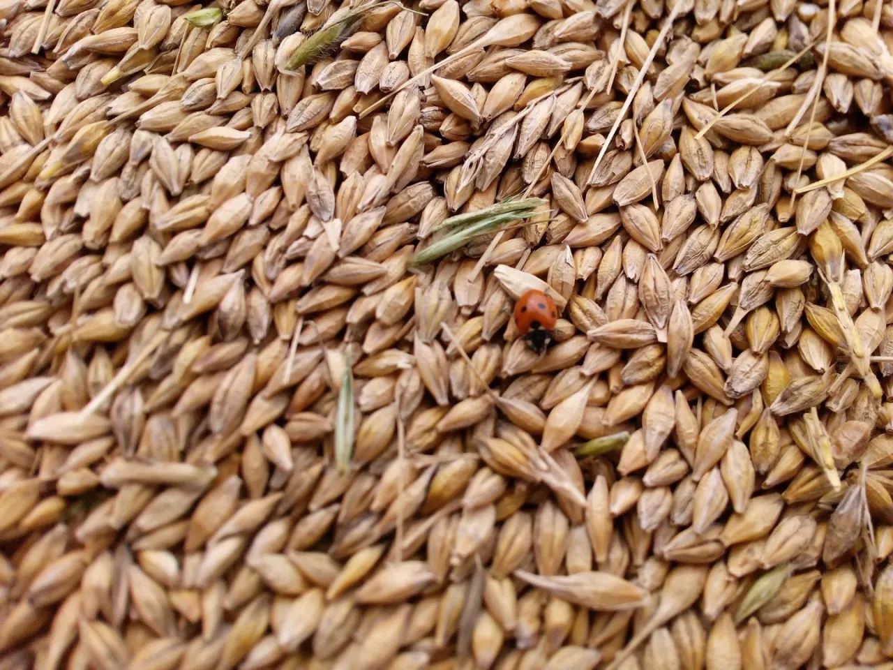 Zdjęcie Ile kosztuje tona zboża? Sprawdź aktualne ceny i różnice w jakości