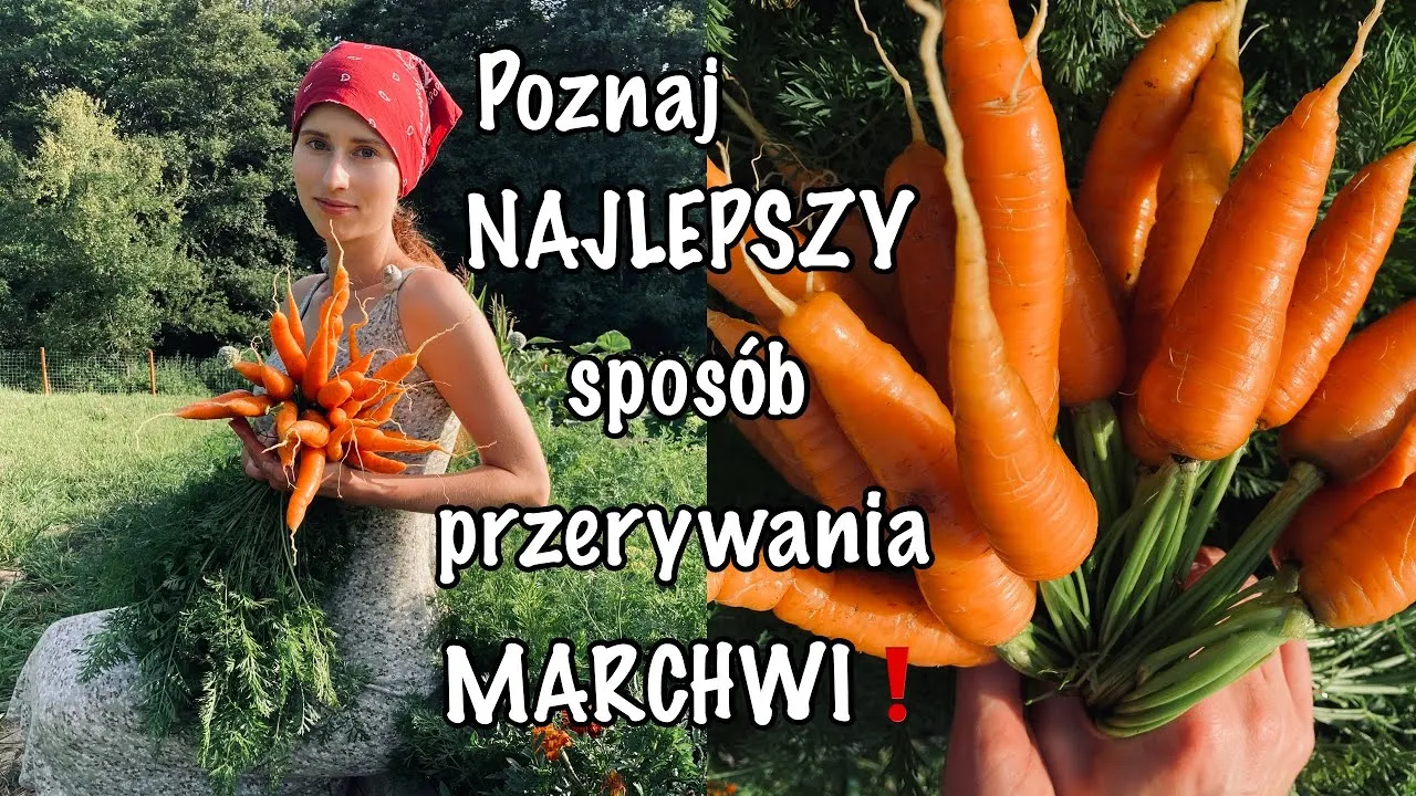 Zdjęcie Jak uprawiać marchew: unikaj najczęstszych błędów w pielęgnacji