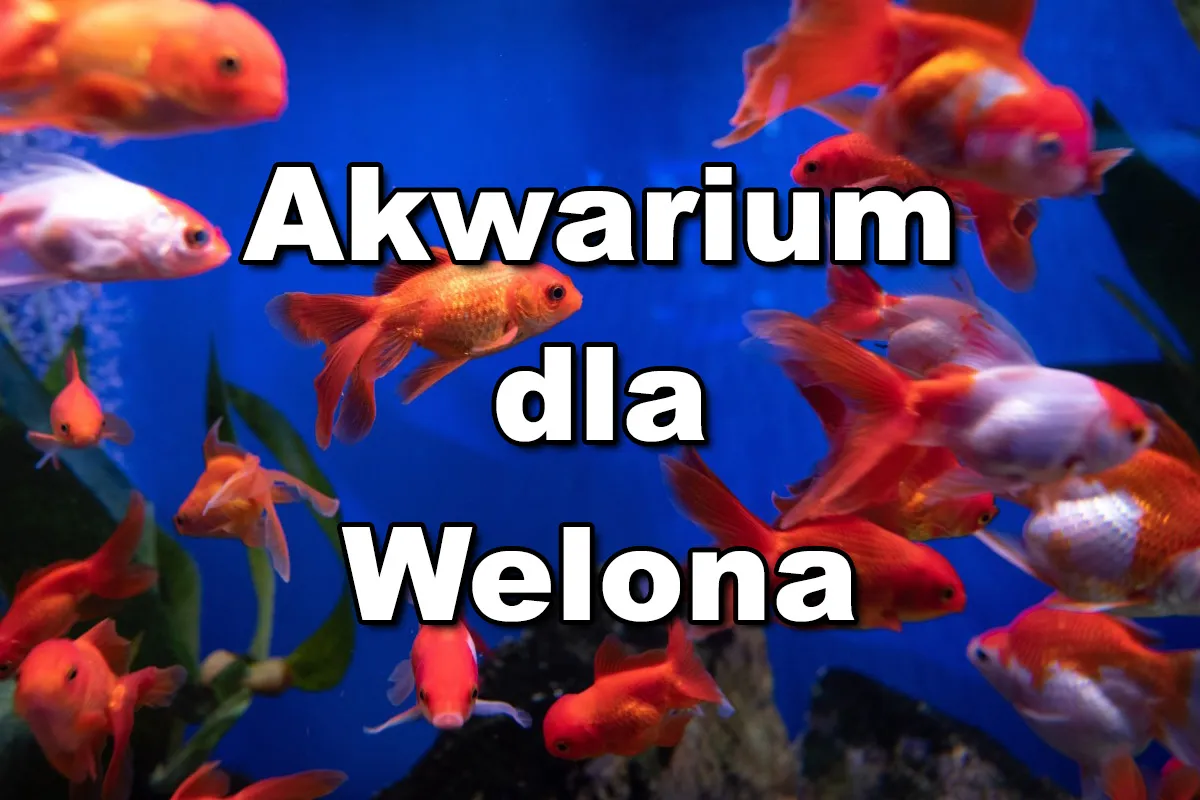Zdjęcie Jakie akwarium dla welonek? Odpowiednie warunki i wymiary