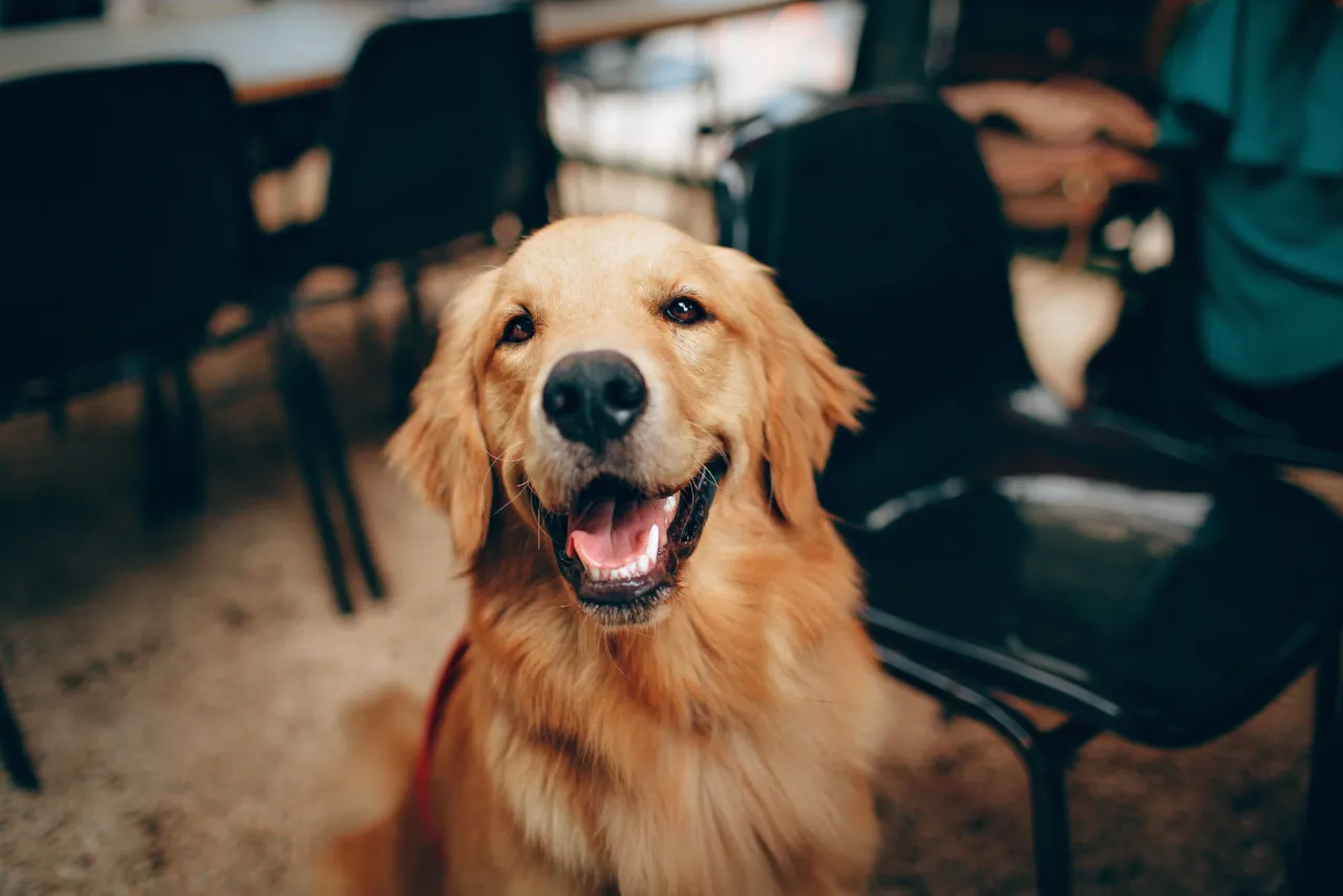 Zdjęcie Czy golden retriever ma włosy czy sierść? Poznaj tajemnice jego futra