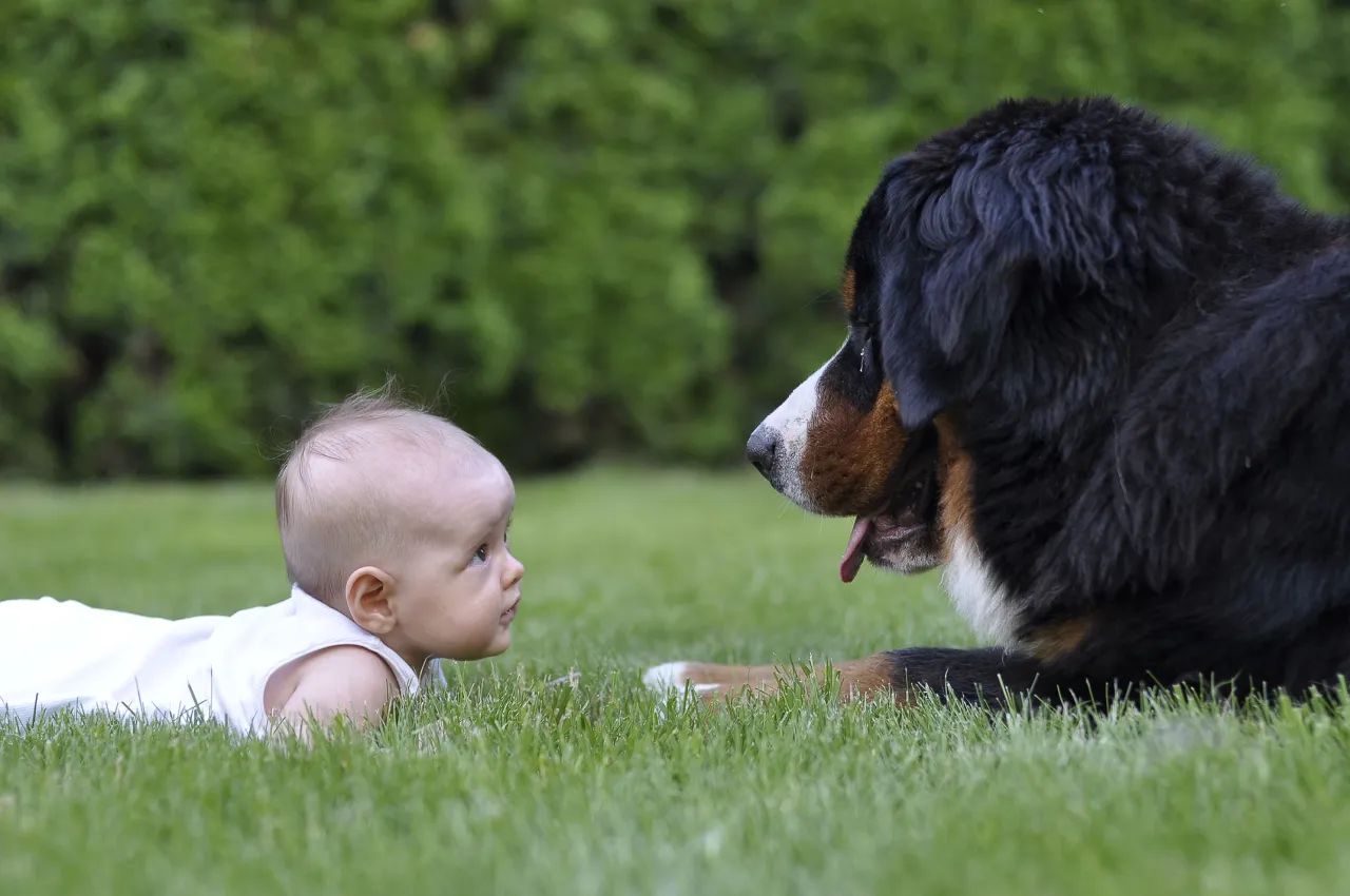 dzieci bawiące się z psem, dzieci uczące się o rasach psów