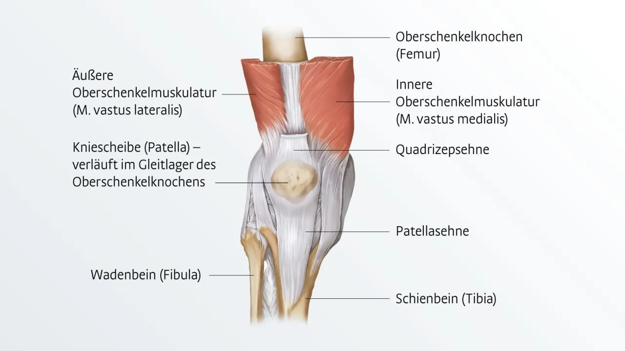 Läuferknie Anatomie