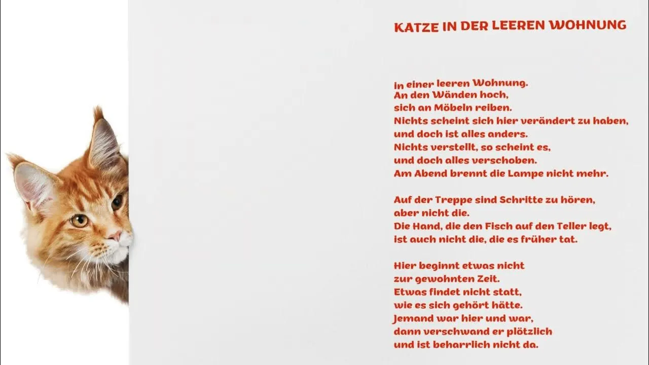 kot w pustym mieszkaniu melancholia