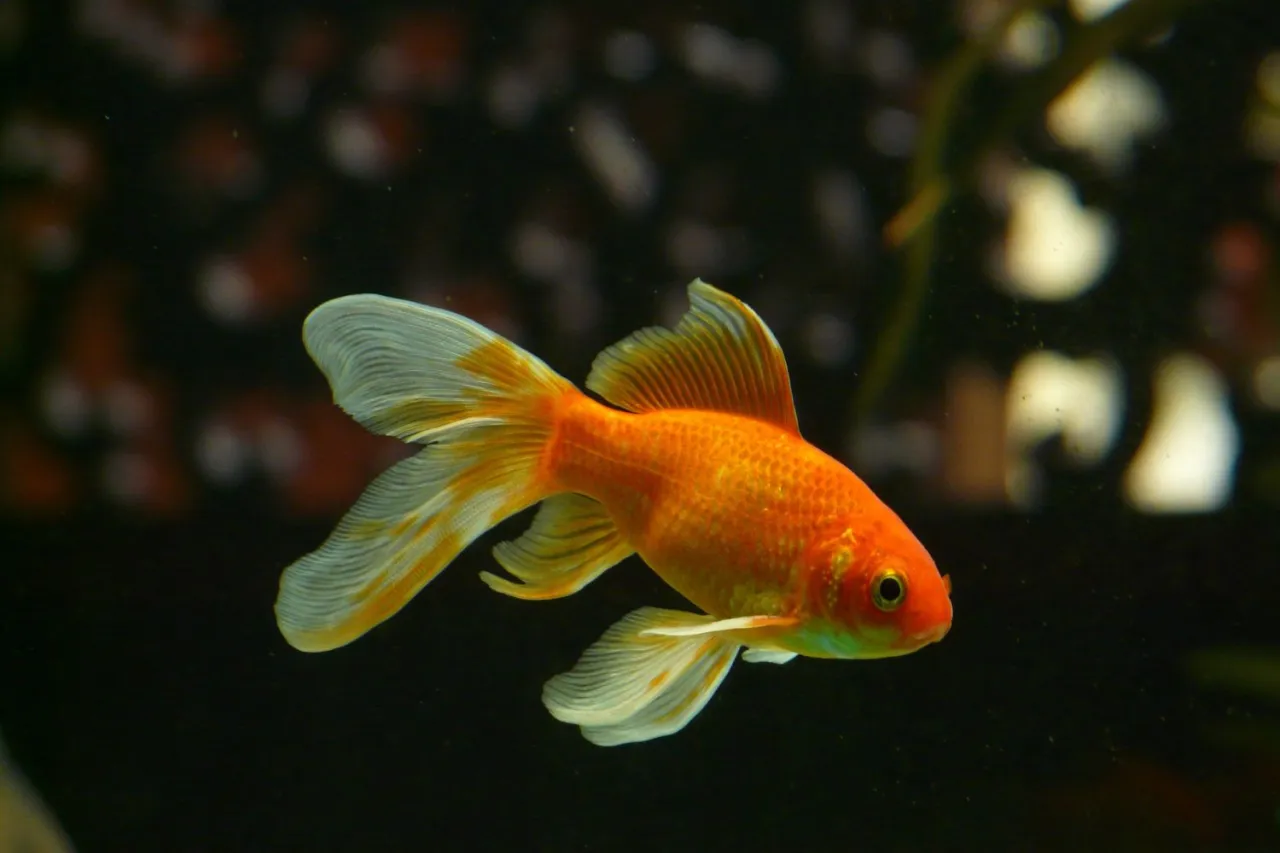 Filtr akwariowy i testy wody