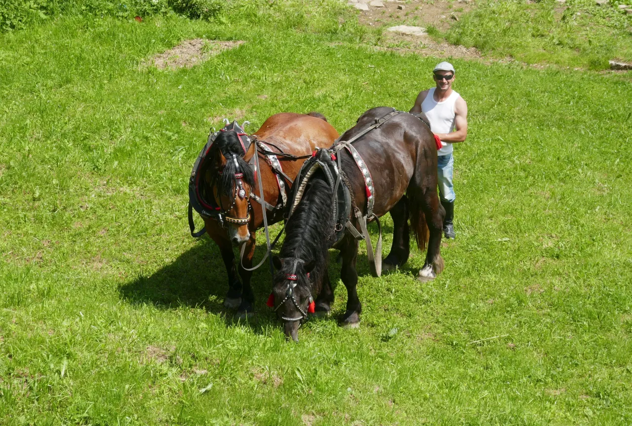 Stara klacz na pastwisku opieka