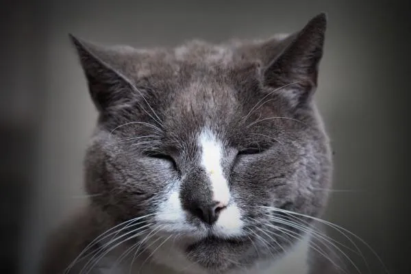 Zdjęcie Qué piensan los gatos sobre nosotros y su relación con los humanos