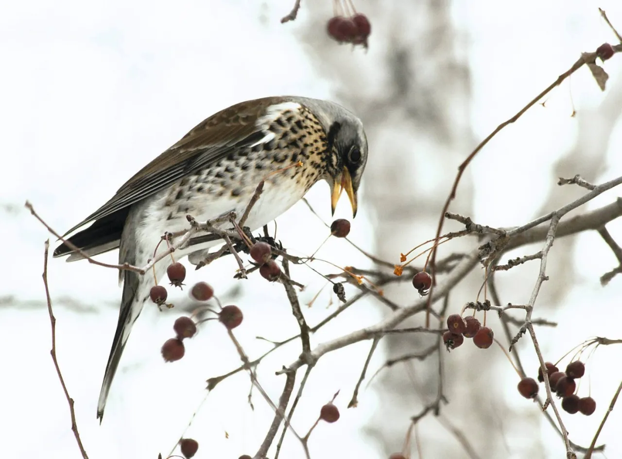 ptaki jedzące owoce czarnego bzu