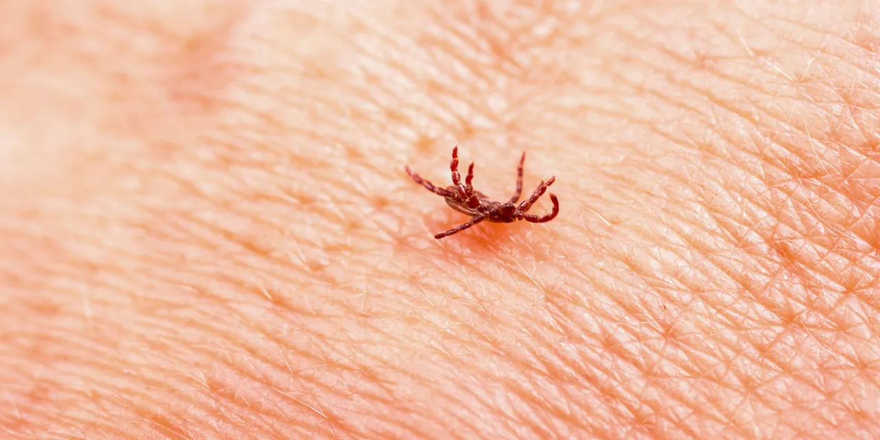 usuwanie kleszcza nitką instrukcja