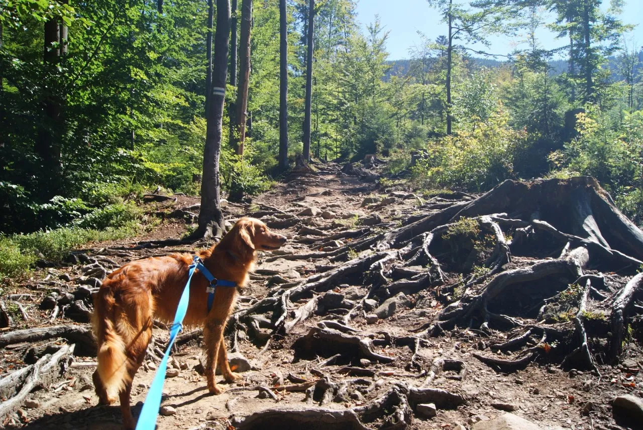 Pies na smyczy wędruje po kamienistej ścieżce w lesie. To rezerwat przyrody Barania G&oacute;ra, gdzie korzenie drzew tworzą naturalne przeszkody.