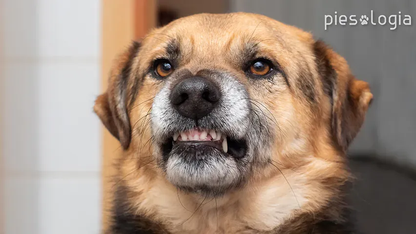 szczeniak warczy i pokazuje zęby