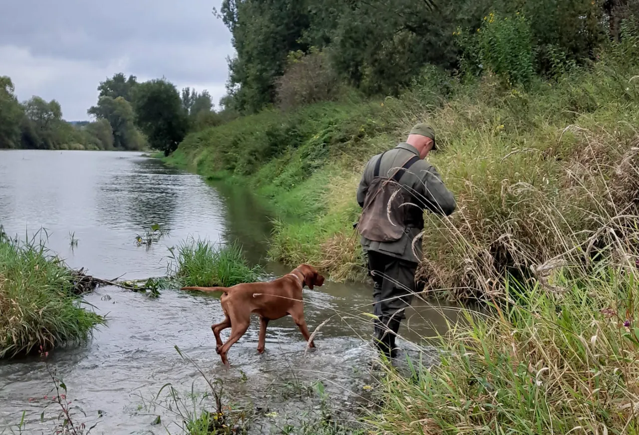 Myśliwy z psem wchodzi do rzeki. Czy myśliwi mogą strzelać do bażantów w takich okolicznościach?