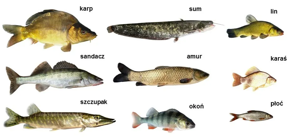 ryby słodkowodne polski karp leszcz szczupak