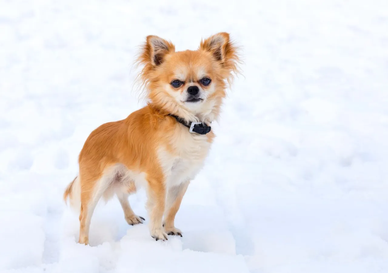 Chihuahua zabezpieczony przed upadkiem