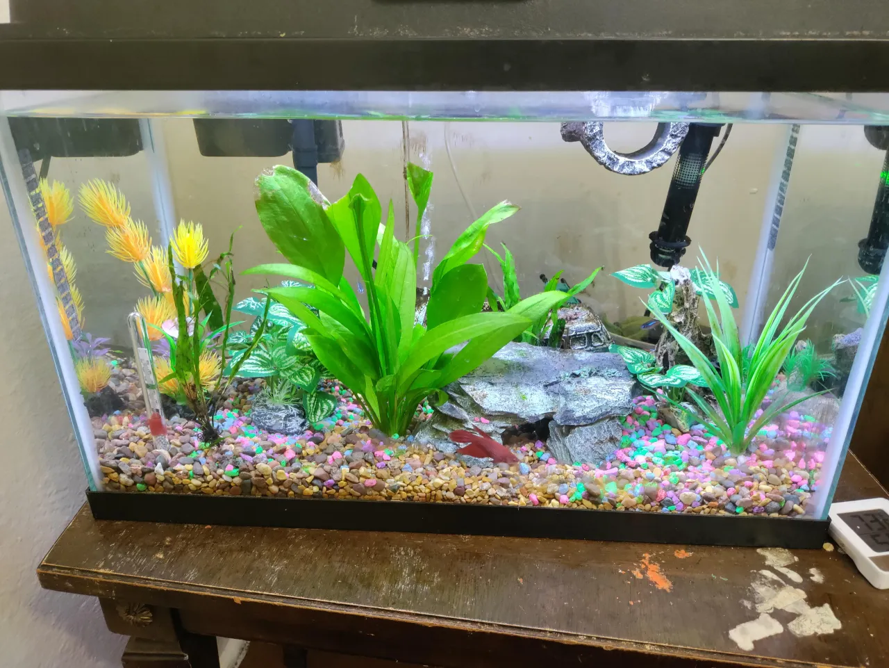 rośliny akwariowe dla neonków