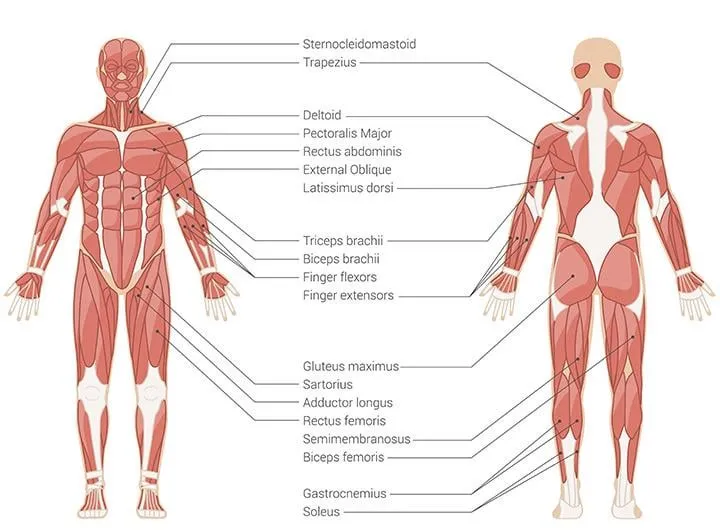 mięśnie pracujące podczas pływania kajakiem schemat