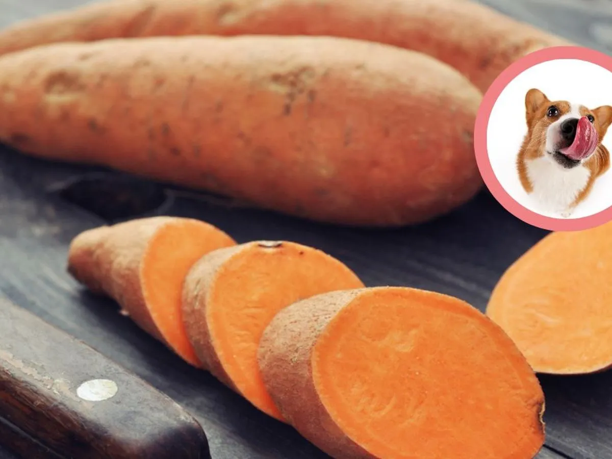 Czy pies może jeść bataty? Na zdjęciu całe i pokrojone bataty, a w rogu piesek oblizujący się na ich widok.