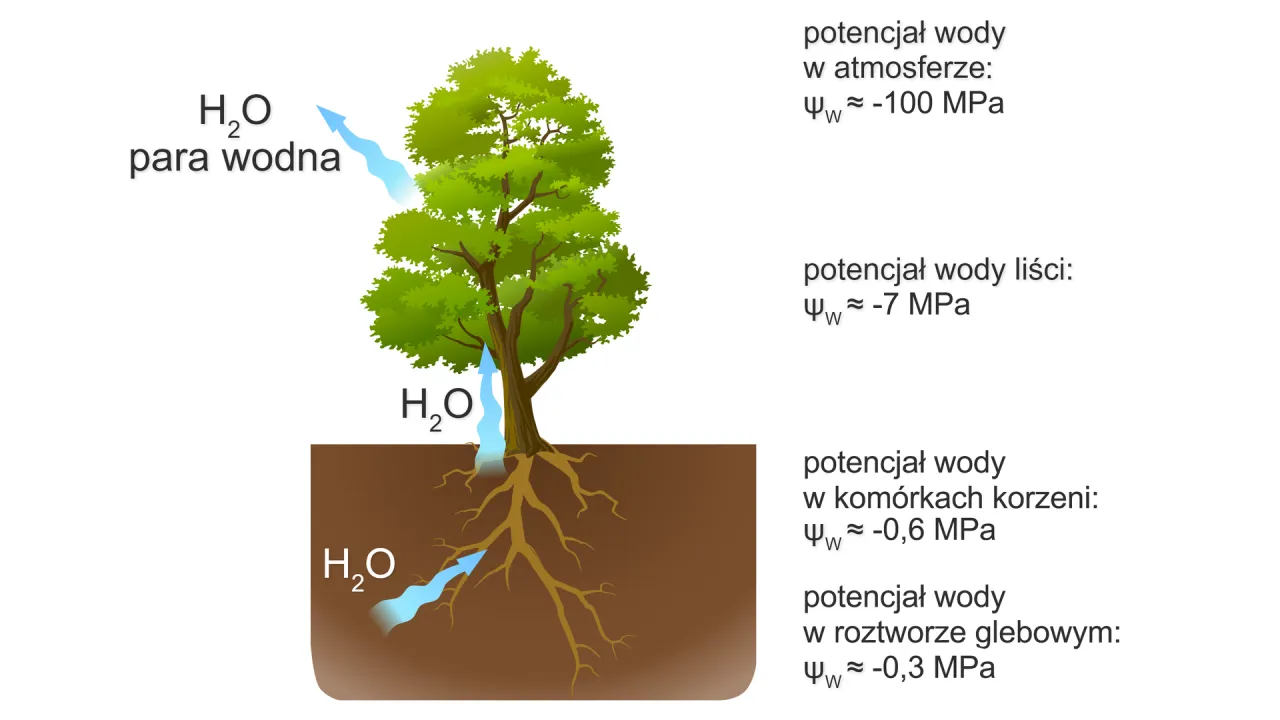 transport wody w roślinach kapilarność