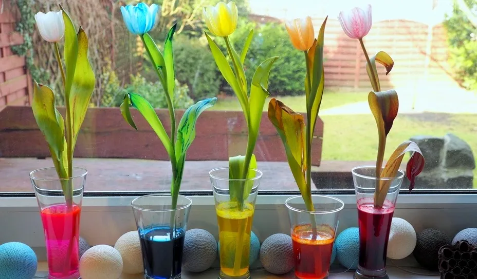 dziecko barwi kwiaty eksperyment krok po kroku