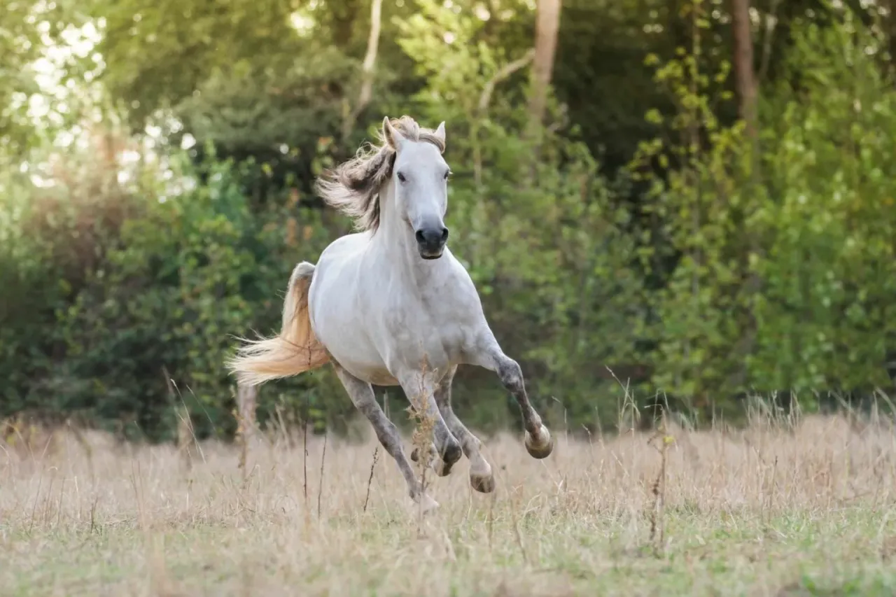 Konie gorącokrwiste w ruchu