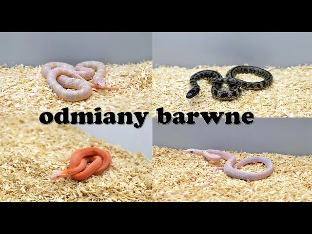 różne odmiany barwne węża zbożowego, morfy węża zbożowego
