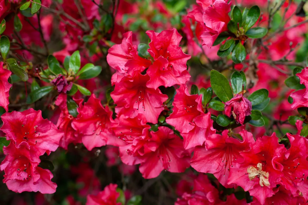 Krzew azali w pełnym rozkwicie, z intensywnie r&oacute;żowymi kwiatami i zielonymi liśćmi. Dowiedz się, jak przycinać azalie, by cieszyć się ich pięknem.