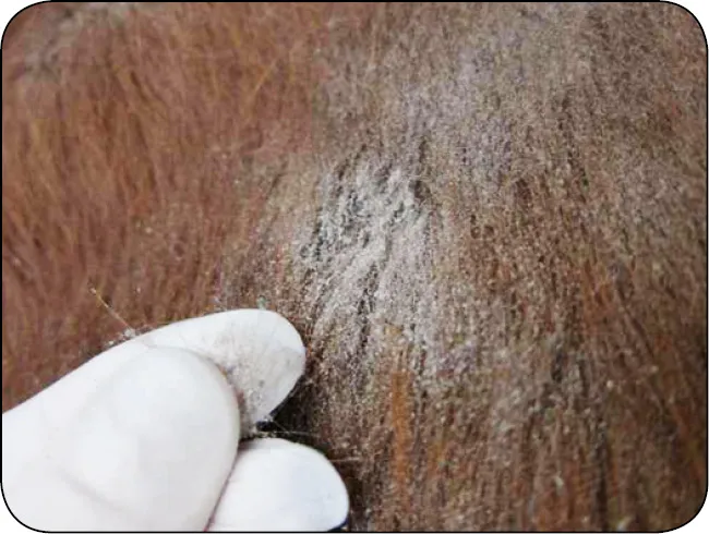 koń z łupieżem, objawy łupieżu u konia