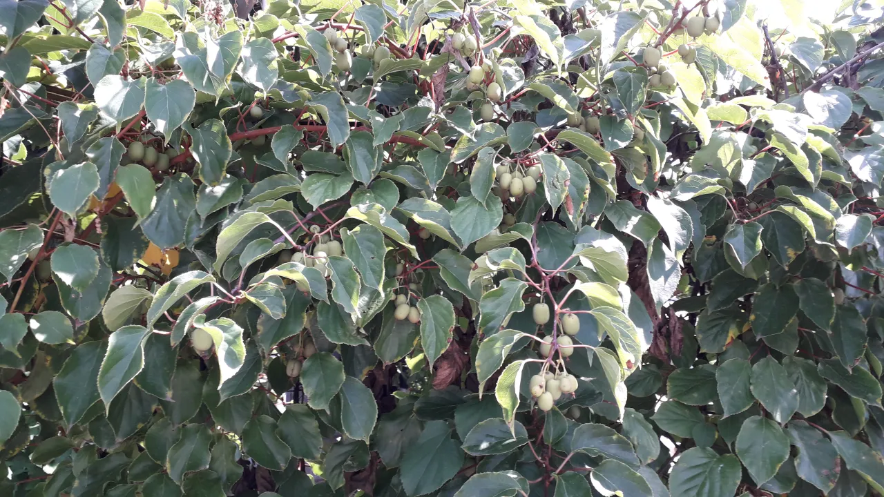 Przygotowanie stanowiska pod mini kiwi