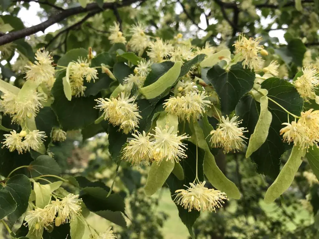 kwiaty lipy na drzewie